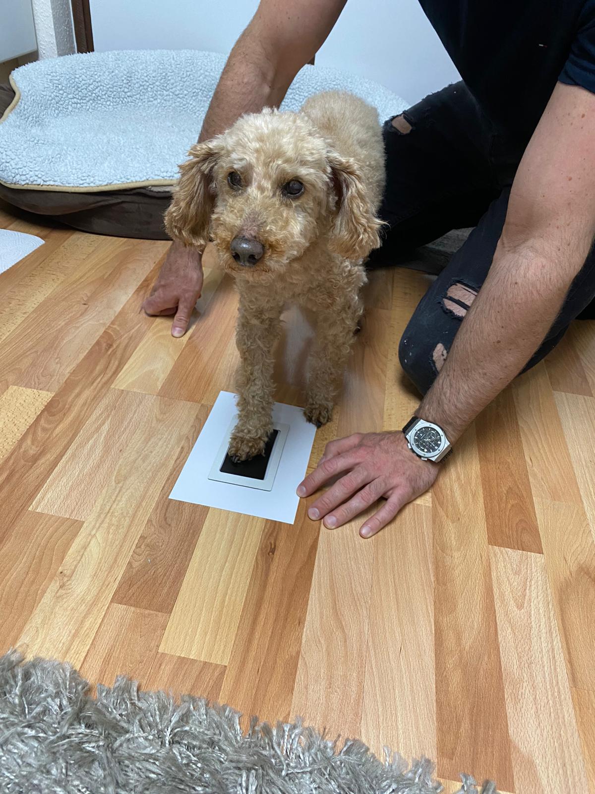 Abdruck-Set für Tiere